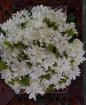Jasmin Flower wih Leaf plastic